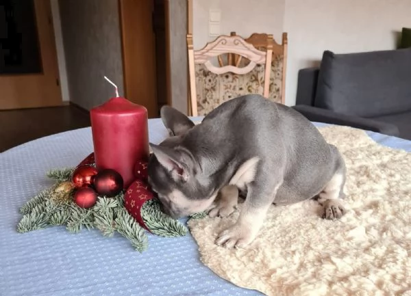 cuccioli di bulldog francese con pedigree | Foto 3