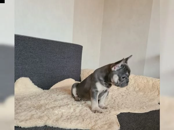 cuccioli di bulldog francese con pedigree | Foto 2