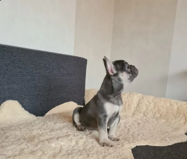 cuccioli di bulldog francese con pedigree | Foto 1