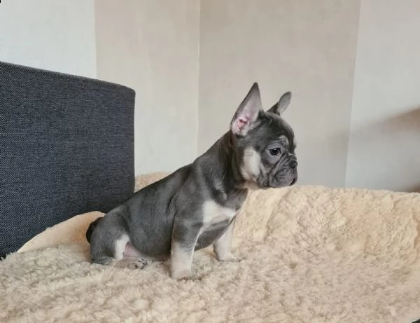 cuccioli di bulldog francese con pedigree | Foto 0