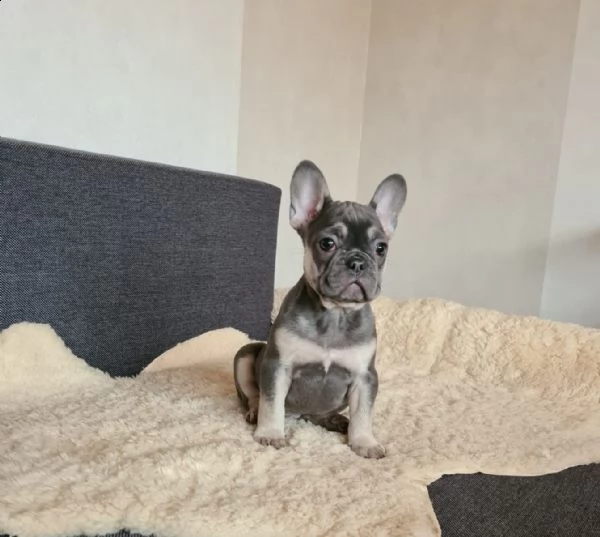 cuccioli di bulldog francese con pedigree