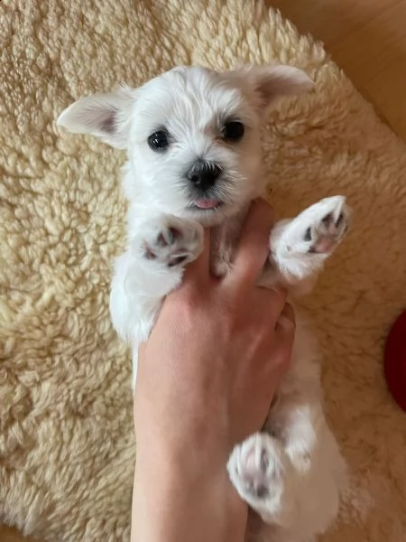maltese cuccioli 1 maschi e 2 femmine | Foto 5