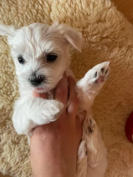 maltese cuccioli 1 maschi e 2 femmine | Foto 4