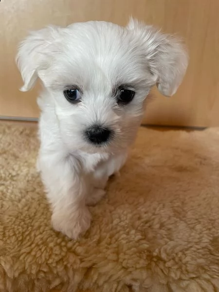 maltese cuccioli 1 maschi e 2 femmine | Foto 3