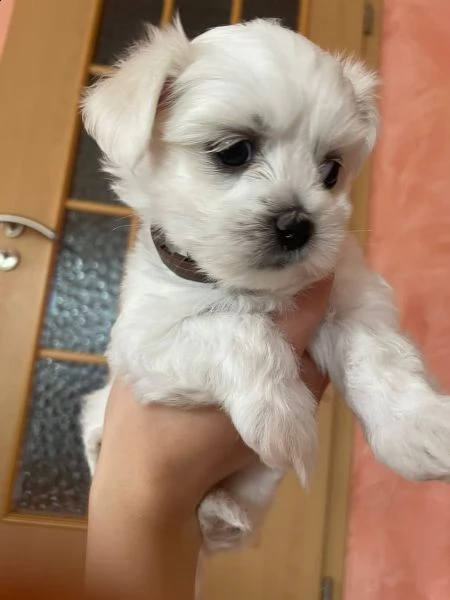 maltese cuccioli 1 maschi e 2 femmine | Foto 2