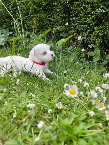 maltese cuccioli 1 maschi e 2 femmine