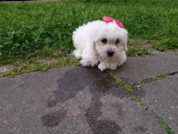 maltese cuccioli 1 maschi e 2 femmine | Foto 1