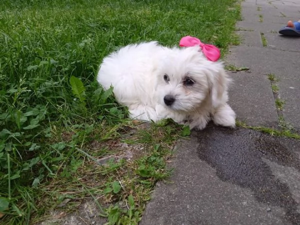 maltese cuccioli 1 maschi e 2 femmine | Foto 0