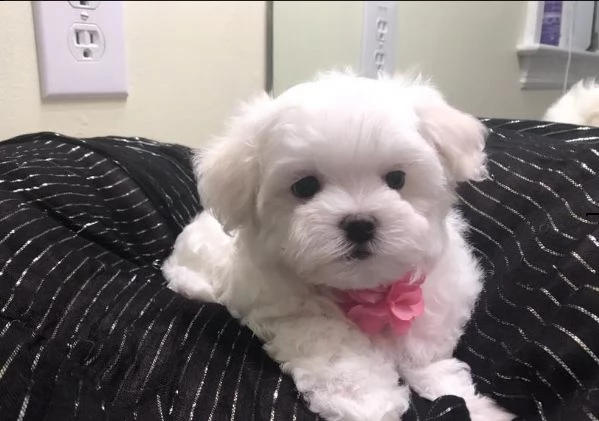 disponibili cuccioli di maltese toy | Foto 0