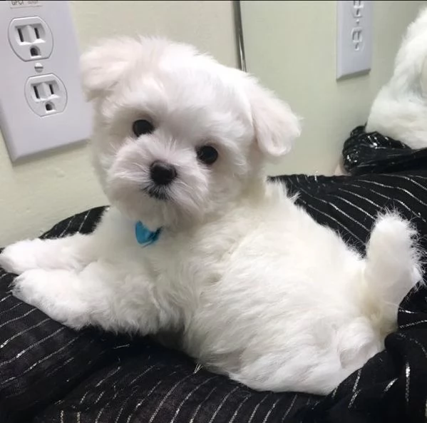disponibili cuccioli di maltese toy
