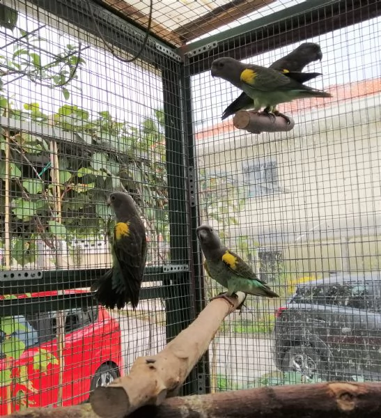 pappagallo di meyer – poicephalus meyeri | Foto 0