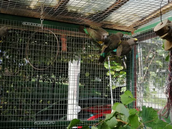 pappagallo di meyer  poicephalus meyeri | Foto 0