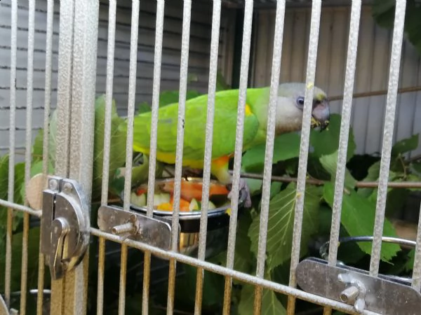 pappagallo di senegal