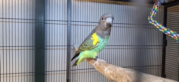 Pappagallo di meyer | Foto 1