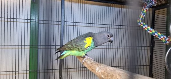 Pappagallo di meyer | Foto 0