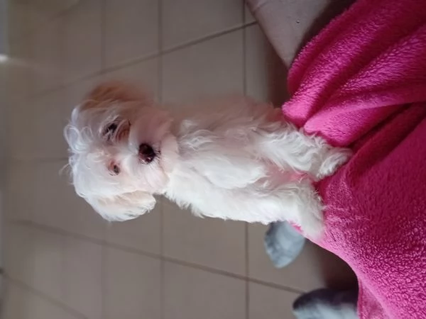 Cucciolo maltese maschio 