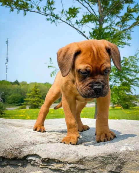 regalo bull mastiff  cuccioli meravigliosi  nati in casa da nostri esemplari ipertipici carattere o