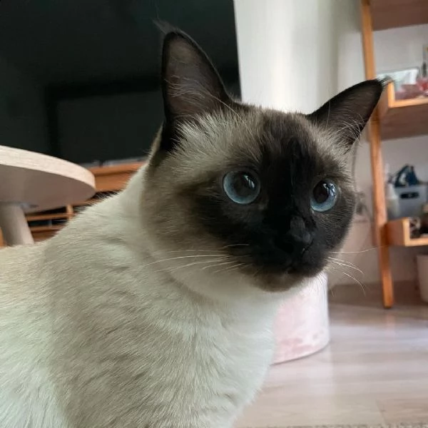 consegna gattini di siamese regalo con libretto sanitario   microchip vaccinato e sverminato   i 