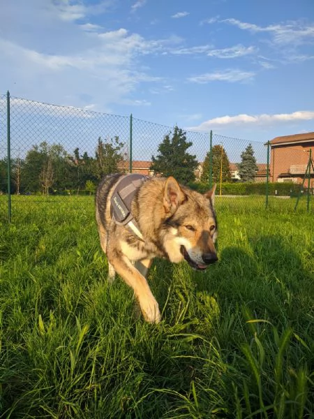 STALLONE IN ACCOPPIAMENTO | Foto 5