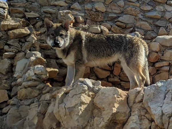 STALLONE IN ACCOPPIAMENTO | Foto 4