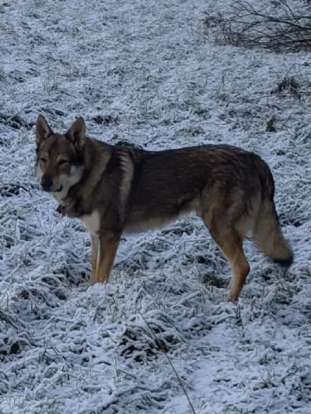 STALLONE IN ACCOPPIAMENTO | Foto 2