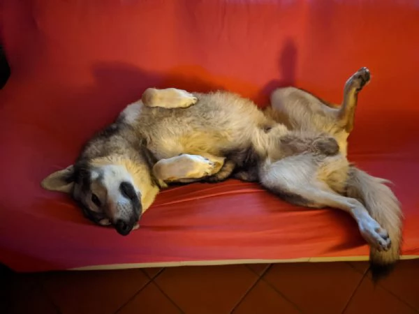 STALLONE IN ACCOPPIAMENTO