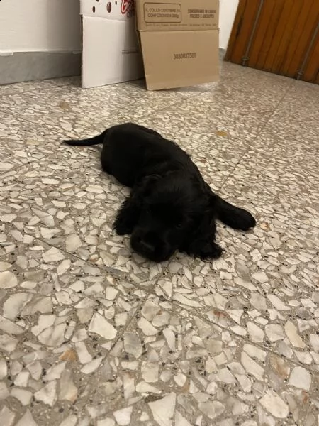 cucciolo cocker nero,5 mesi maschio | Foto 1