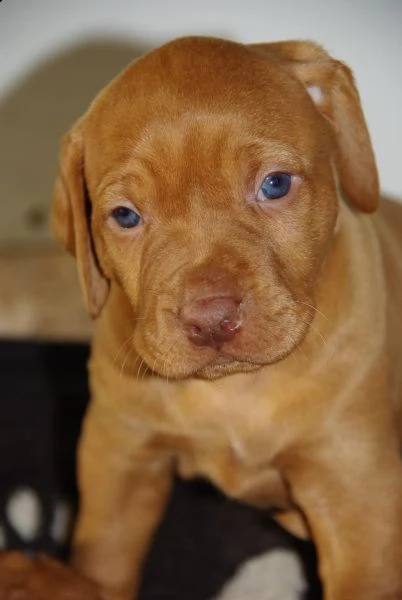 cuccioli bracco ungherese a pelo corto  vizsla | Foto 5