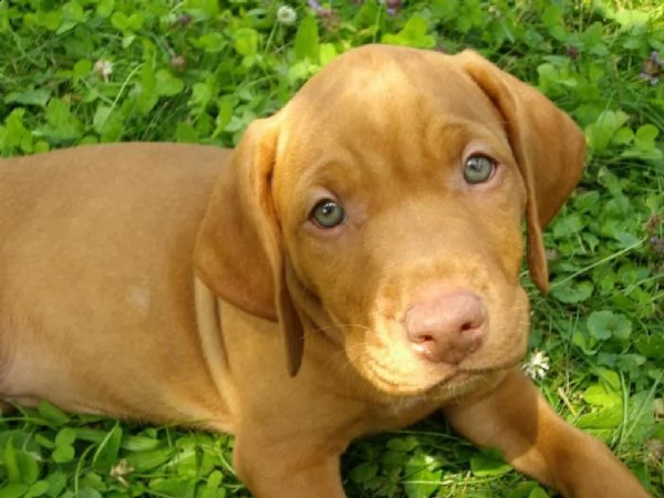 cuccioli bracco ungherese a pelo corto  vizsla | Foto 4