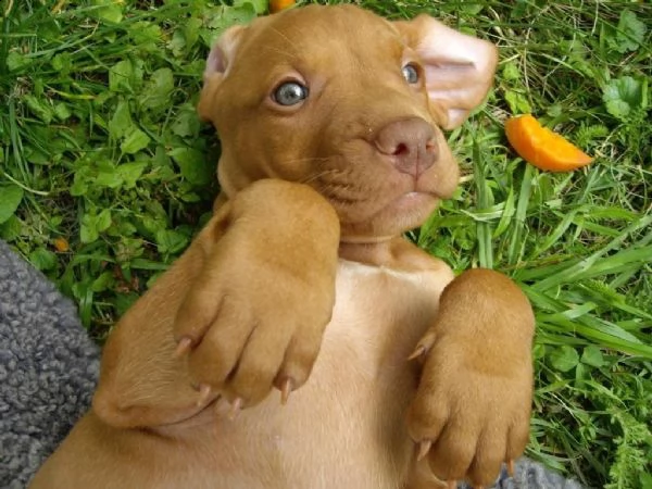 cuccioli bracco ungherese a pelo corto  vizsla | Foto 3