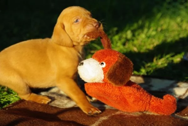 cuccioli bracco ungherese a pelo corto  vizsla | Foto 2
