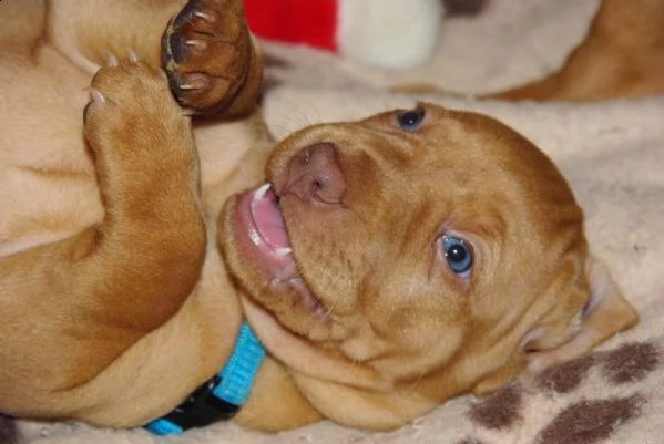 cuccioli bracco ungherese a pelo corto  vizsla