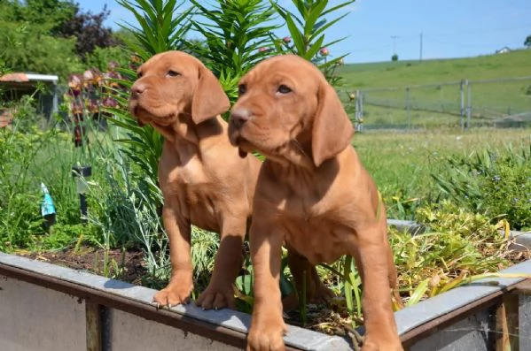 cuccioli bracco ungherese a pelo corto  vizsla | Foto 1