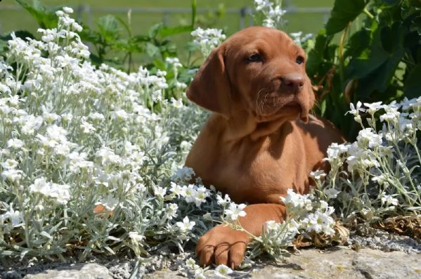 cuccioli bracco ungherese a pelo corto  vizsla | Foto 0