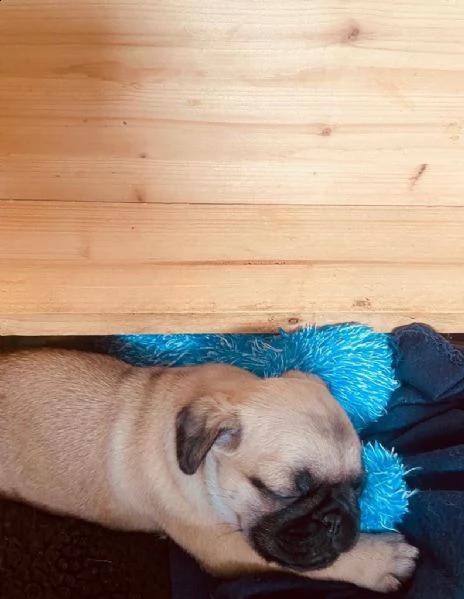 stupendi cuccioli carlino con pedigree | Foto 5