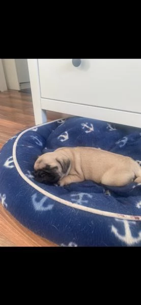 stupendi cuccioli carlino con pedigree | Foto 4