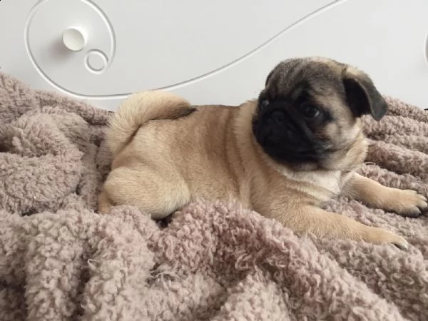 stupendi cuccioli carlino con pedigree | Foto 2