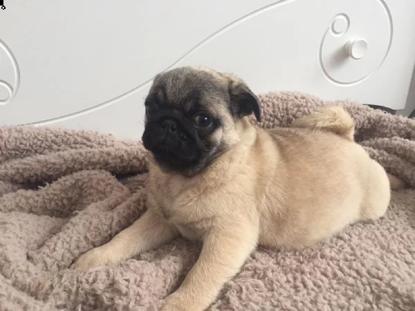 stupendi cuccioli carlino con pedigree