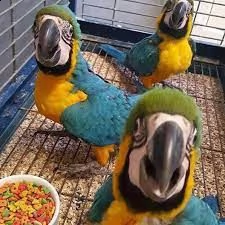 ampie specie di uccelli e pappagalli disponibili per la vendita | Foto 0