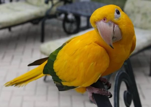 ampie specie di uccelli e pappagalli disponibili per la vendita