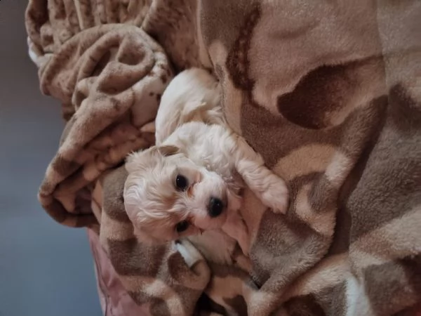 cuccioli bishon maltese. | Foto 6
