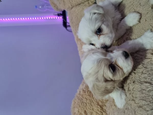 cuccioli bishon maltese. | Foto 5