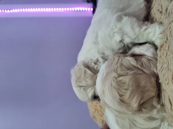cuccioli bishon maltese. | Foto 4