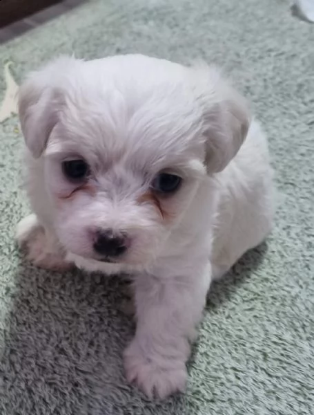 cuccioli bishon maltese. | Foto 3