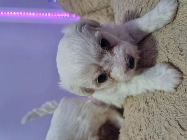 cuccioli bishon maltese. | Foto 2