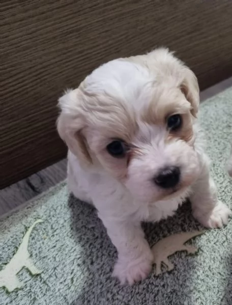 cuccioli bishon maltese.
