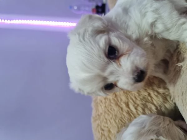 cuccioli bishon maltese. | Foto 1