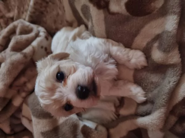 cuccioli bishon maltese. | Foto 0
