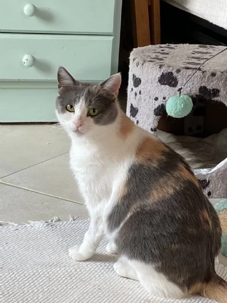 Adotta la dolcissima gatta Luci  | Foto 2