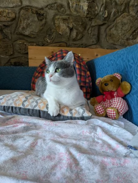 Adotta la dolcissima gatta Luci  | Foto 1